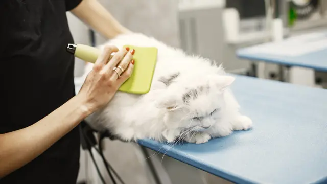 Cat Grooming