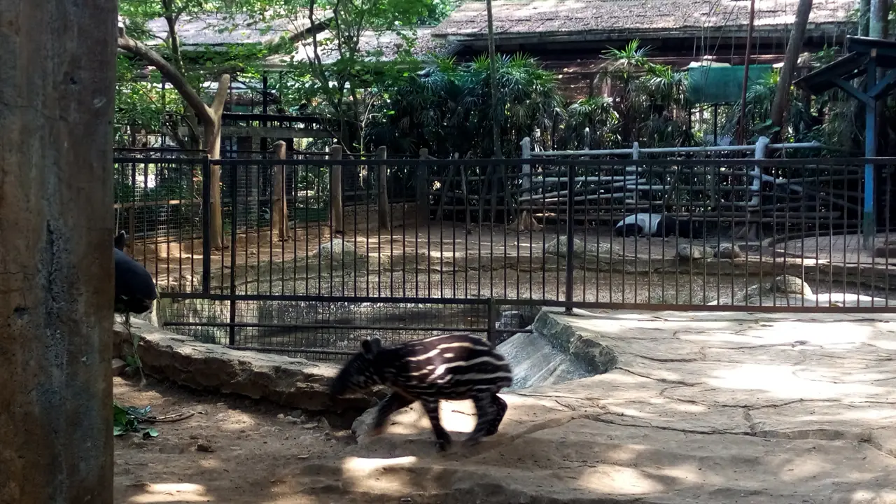 Bayi tapir