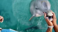 Seekor lumba-lumba mengembalikan telepon genggam penari yang sedang sibuk dalam acara pengambilan foto.