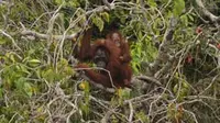 Seekor induk Orangutan bersama anaknya mengikuti pra peliaran yang dibuat oleh Program Reintroduksi Orangutan Kalimantan Timur, di Pulau Kaja, Nyaru Menteng, Palangkaraya, Kalteng. (Antara)