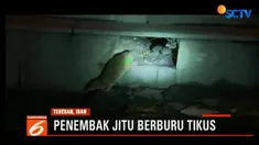 Pemerintah Iran sebar para penembak jitu untuk membantu membasmi tikus-tikus yang jumlahnya diperkirakan lebih dari 2 juta ekor.