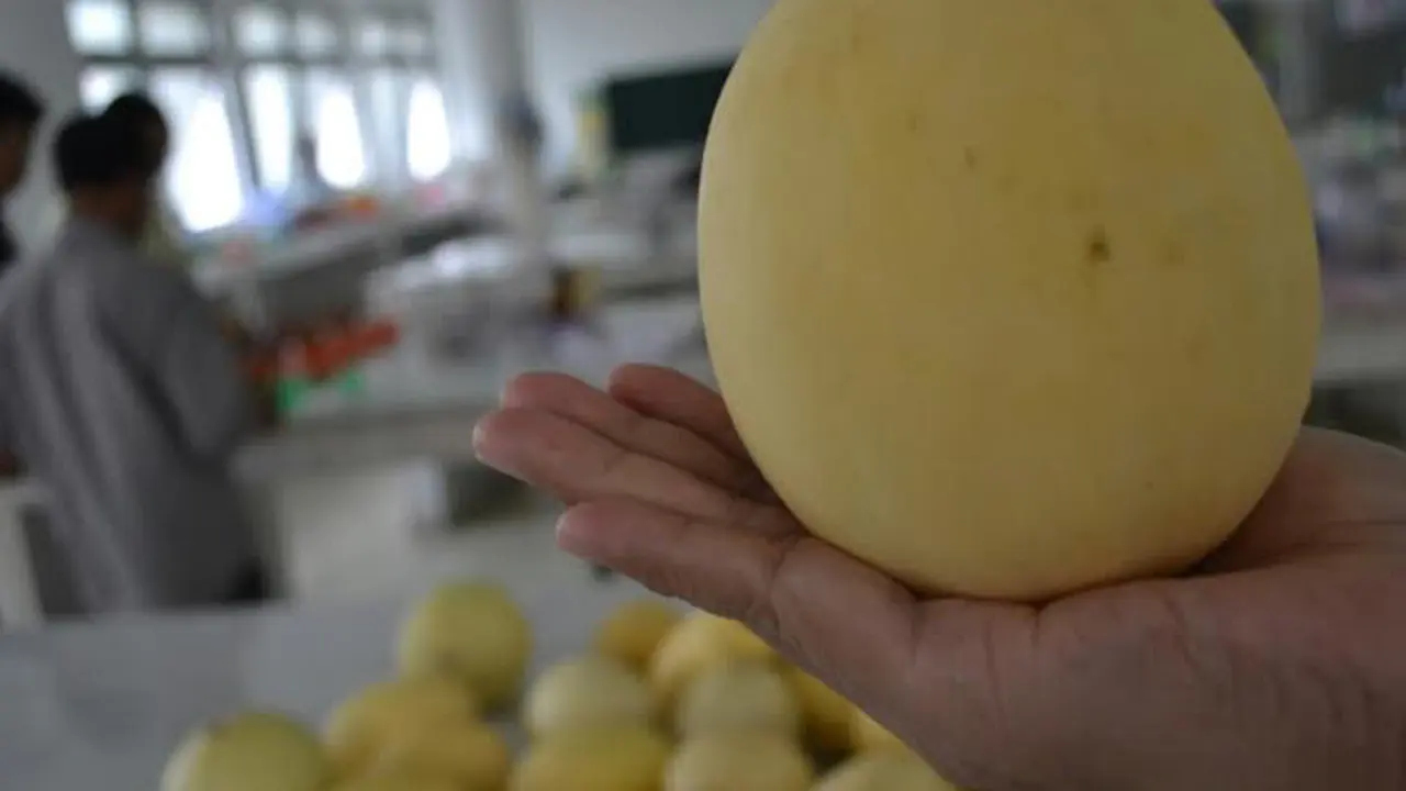 Unik, Melon Jenis Baru Mirip Granat Ala UGM