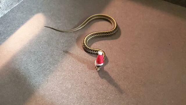 7 Potret Kocak Hewan Saat Natal, Heboh Banget