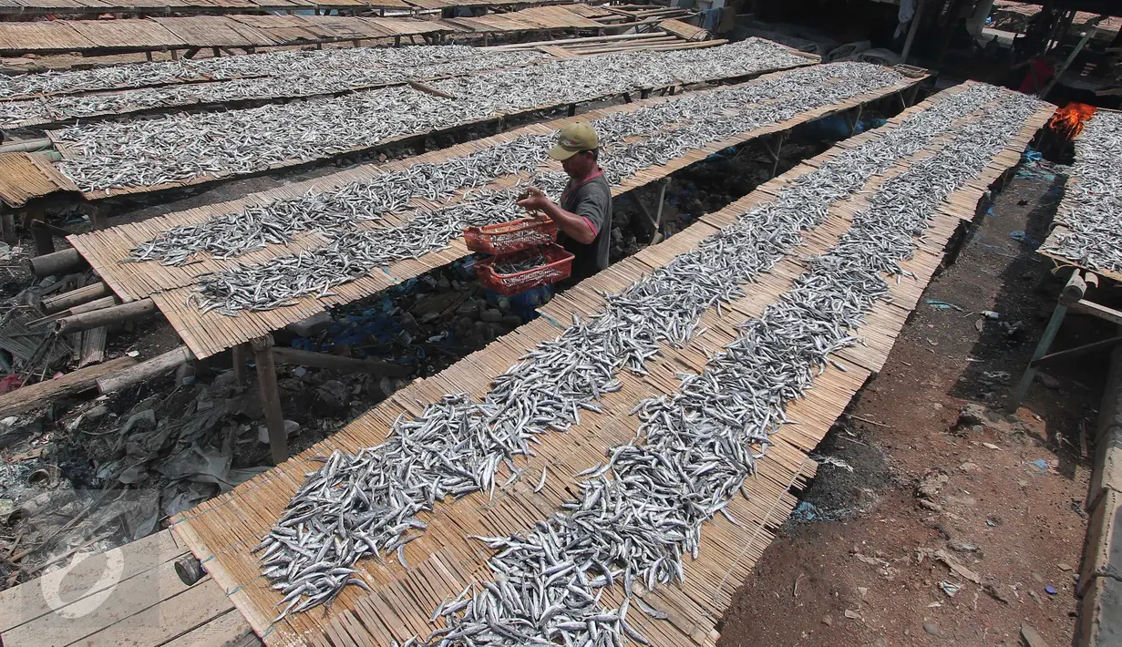 Pekerja menjemur ikan asin di Muara Angke, Jakarta, (4/12). Kementerian Perindustrian menyatakan mayoritas industri pengolahan ikan dengan izin usaha kesulitan mendapat bahan baku sehingga utilitas pabrik rata-rata tersisa 40%. (Liputan6.com/Angga Yuniar)