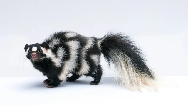 Skunk