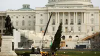 Sejumlah pekerja mengangkat pohon natal setinggi delapan puluh kaki menggunakan alat berat di halaman sebelah barat Gedung Capitol US di Washington, AS (28/11). Pohon tersebut dipasang untuk menyambut natal Desember nanti. (Reuters/Gary Cameron)