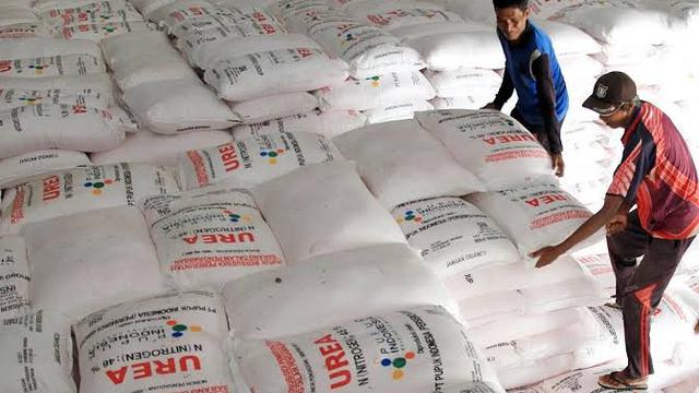 Ilustrasi Pupuk Bersubsidi (Istimewa)