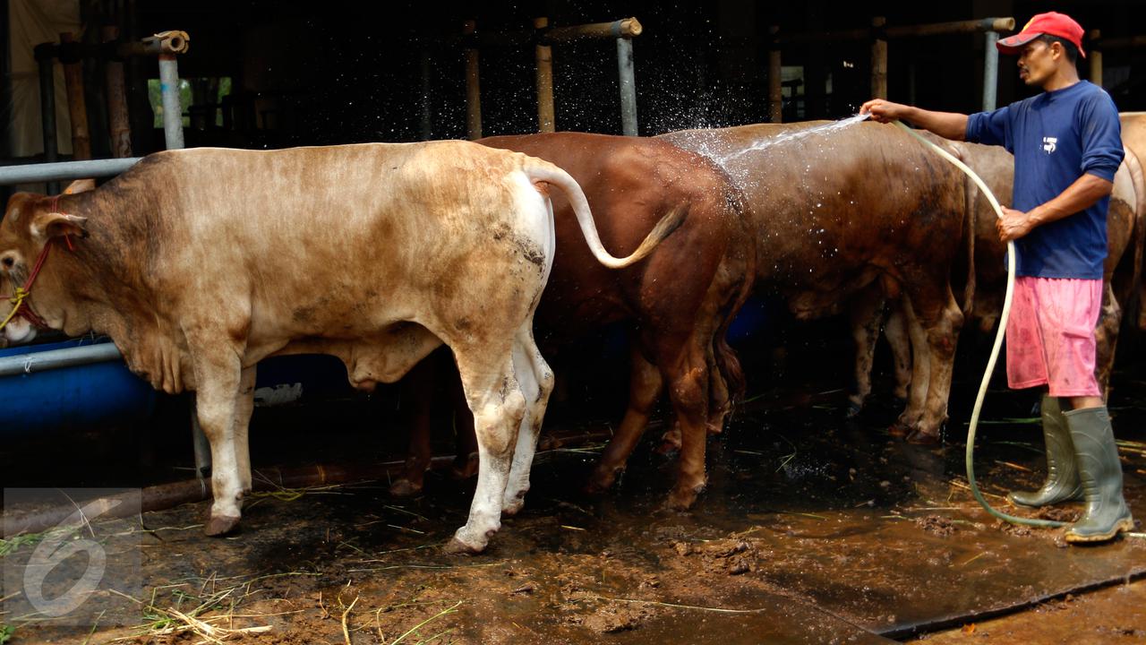 Standar harga jual sapi dan kambing, disesuaikan dengan harga daging sapi dan kambing yang ada di pasaran. 