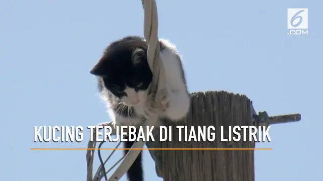 VIDEO: Penyelamatan Kucing Terjebak di Tiang Listrik