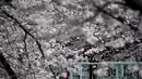 Seorang wanita memotret bunga sakura yang bermekaran di Tokyo, Jepang, Senin (30/3/2015). Warga Jepang menikmati masa-masa mekarnya bunga sakura di seluruh negeri mereka. (REUTERS/Toru Hanai)