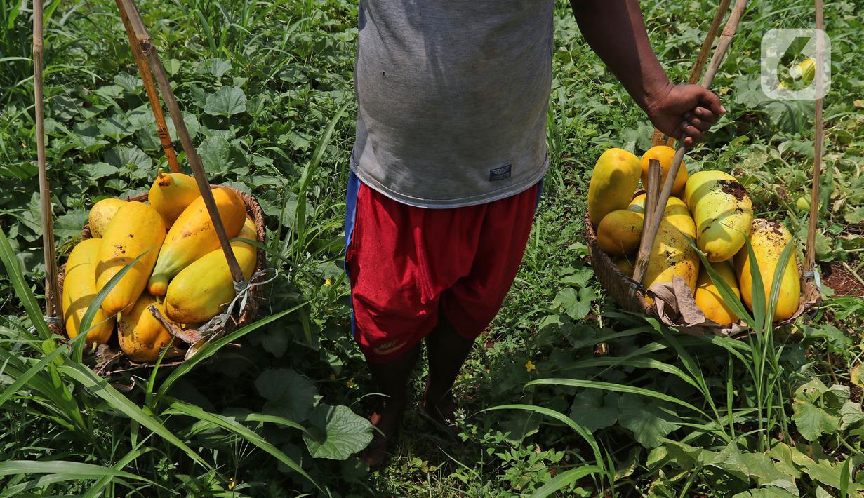 Petani membawa timun suri hasil panen di kawasan Rangkapan Jaya Baru, Pancoran Mas, Depok, Jawa Barat, Selasa (13/4/2021). Timun suri dicari pembeli sebagai salah satu bahan menu minuman untuk berbuka puasa. (Liputan6.com/Herman Zakharia)