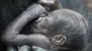Seekor bayi gorilla tak bernama yang baru berusia 6 hari digendong induknya di Kebun Binatang Frankfurt, Jerman Barat (21/09/2016). (AFP PHOTO/Boris Roessler)