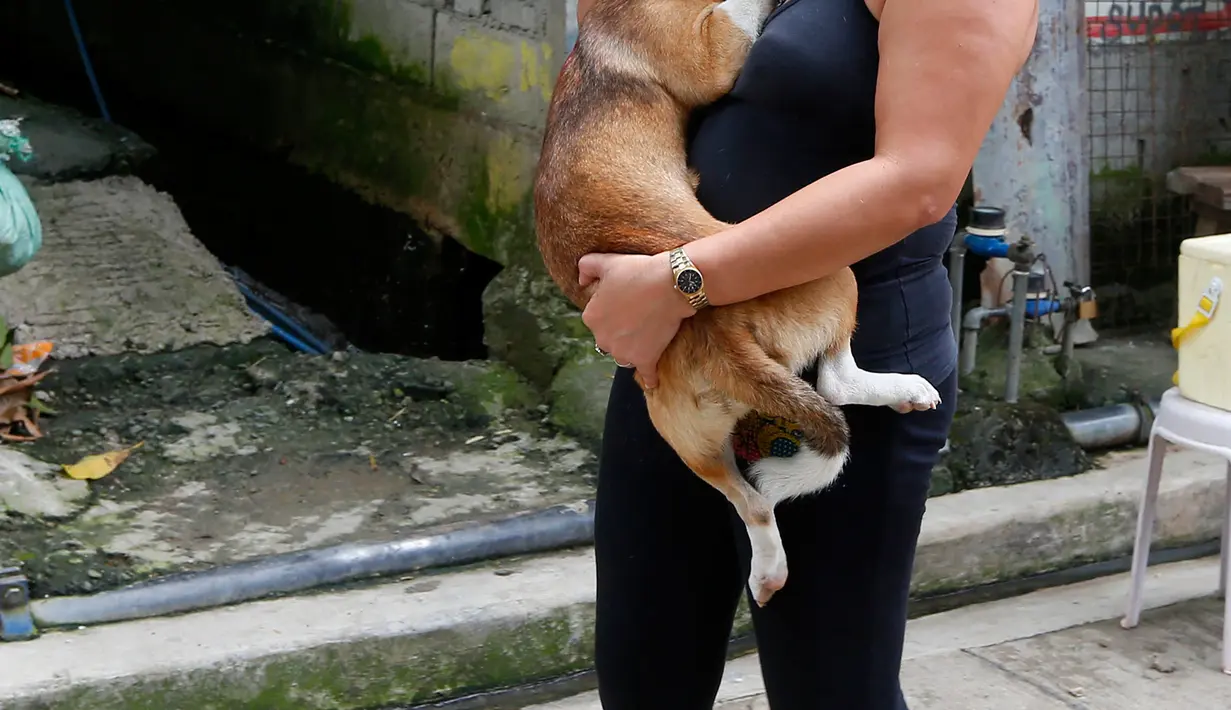 Salah satu warga Payatas membawa anjingnya setelah divaksinasi anti rabies oleh HSI di Manila, Filipina, Selasa (26/9). Menurut Biro Industri Hewan, ada sekitar 10 juta anjing piaraan ataupun liar di Filipina. (AP Photo/Bullit Marquez)