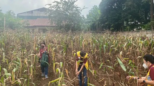 Komunitas Lions Club Distrik 307-A1 lakukan panen raya jagung merah di daerah Ciganjur.