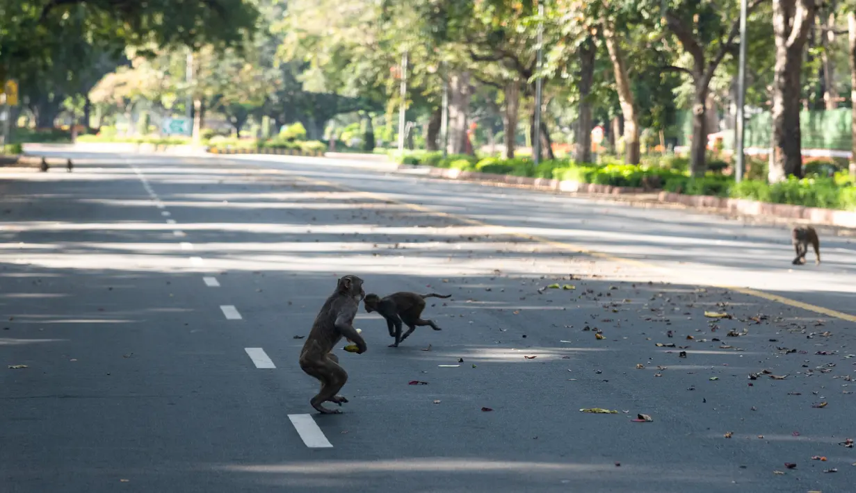 Sejumlah ekor monyet berlarian di tengah jalan raya selama lockdown nasional di New Delhi, India (2/4/2020). Aturan lockdown yang diberlakukan pemerintah India untuk pencegahan penyebaran wabah pandemi virus corona membuat lalu lintas di Kota New Delhi sepi aktivitas kendaraan. (AFP/Jewel Samad)