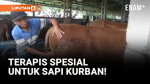 VIDEO: Penjual Sapi Panggil Terapis Untuk Memijat Hewan Kurban