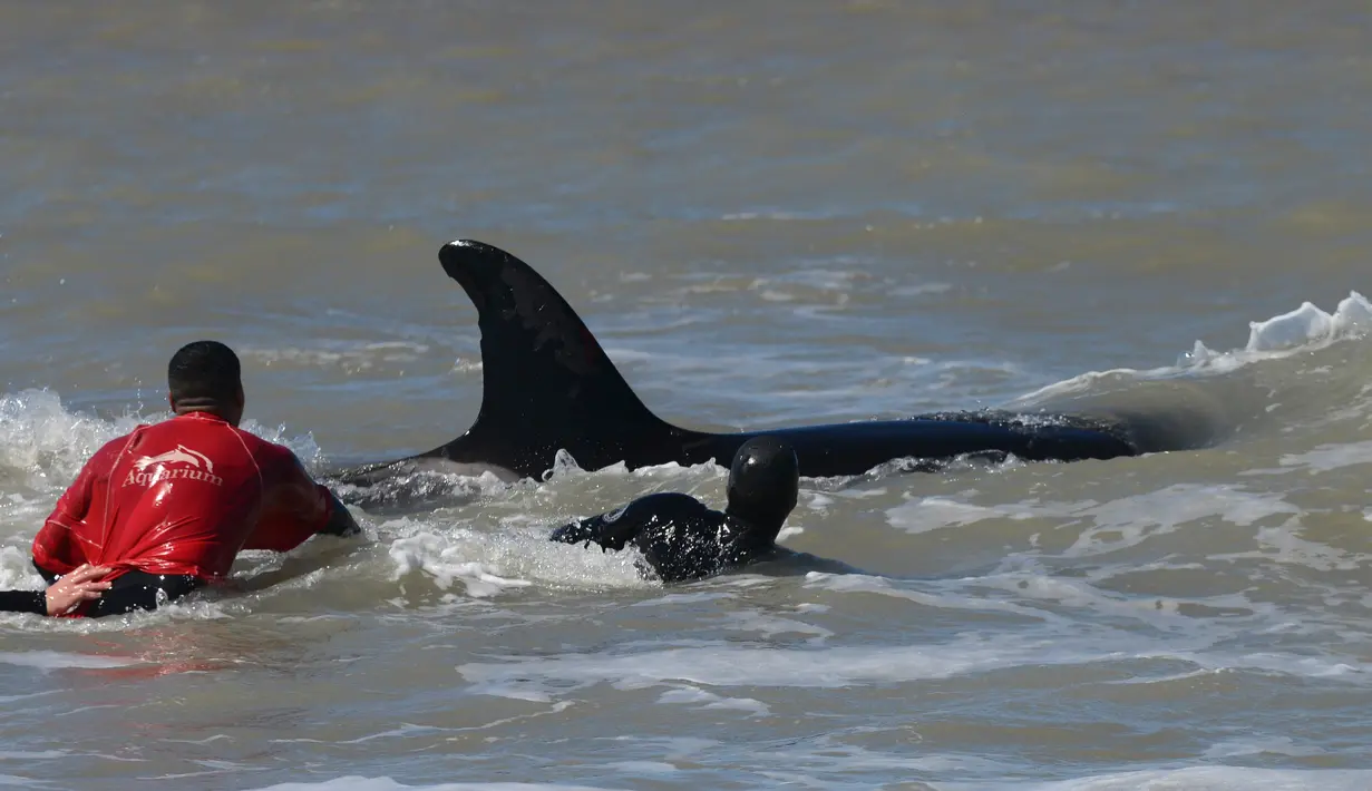 Tim penyelamat dan sukarelawan berupaya mengembalikan paus pembunuh ke laut setelah terdampar, di pantai Mar Chiquita, Argentina, Senin (16/9/2019). Sebanyak enam dari tujuh paus pembunuh yang ditemukan terdampar berhasil dikembalikan ke laut, tetapi satu di antara mereka mati. (AP/Marina Devo)