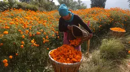 Seorang wanita Nepal mengumpulkan bunga marigold di Kathmandu, Nepal, (17/10). Bunga berwarna orange ini akan digunakan untuk perayaan diwali atau festival cahaya. (AP Photo/Niranjan Shrestha)