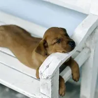 Anjing juga bisa terkantuk-kantuk kayak manusia, lho!