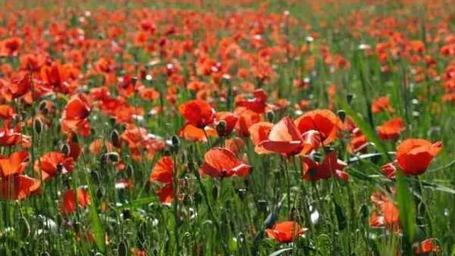 [Bintang] Diwakili sama Bunga, Ini Bunga yang Sesuai dengan Zodiak Kamu