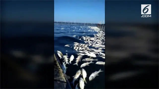 Ribuan ikan mati mendadak di danau Hongze, China. Hingga kini, pemerintah setempat masih mencari penyebab polusi.