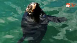 Singa laut di Kalk Bay, Cape Town, Afsel.