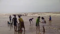 Ratusan Ribu Kerang Mendadak Muncul di Pantai Wonorejo Jepara