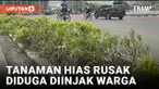 Pasca Pergantian Tahun Baru 2024, Sejumlah Tanaman Hias Di Bundaran HI Rusak