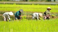 Para petani sedang menanam padi di sawah (dok.Instagram/@vestanesia/https://www.instagram.com/p/CPagxe-h5MJ/Komarudin)