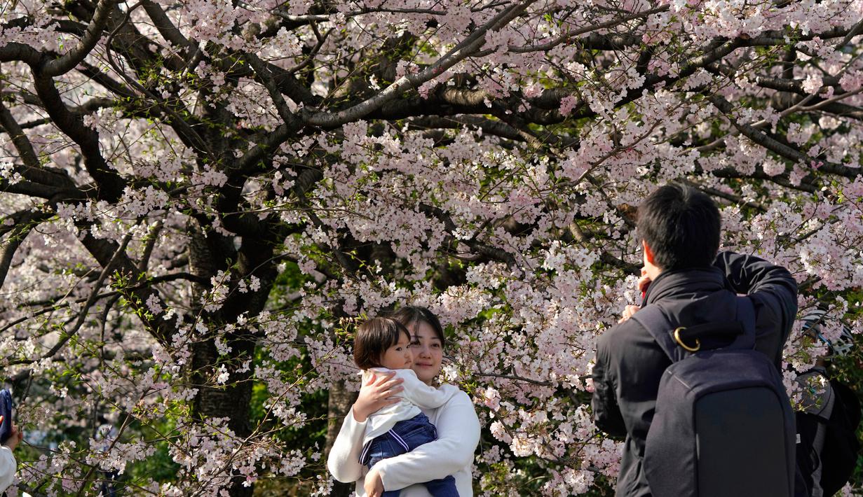 Foto Asyiknya Swafoto Dengan Bunga Sakura Yang Bermekaran