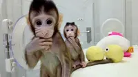 Teknologi kloning yang berhasil dilakukan pada monyet di Tiongkok. (Foto: Live Science)