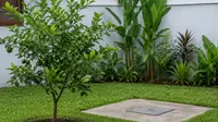 Pohon Buah yang Aman Ditanam Dekat Septic Tank agar Halaman Tetap Aman dan Produktif