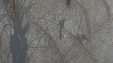 Dua ekor burung macaw duduk di atas pohon yang terkena dampak kebakaran di hutan Chiquitania, dekat Concepcion, Bolivia, Jumat, 13 September 2024. (AP Photo/Juan Karita)