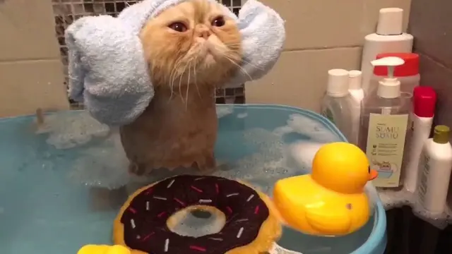 6 Potret Lucu Kucing saat Mandi Ini Curi Perhatian, Bikin Gemas
