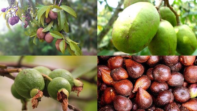 Sawo, Kedondong, Salak, dan Jambu Biji