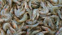Ilustrasi udang. (dok. Unsplash/Etienne Girardet)