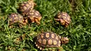 Lima kura-kura Afrika yang baru lahir (Centrochelys Sulcata) berjalan di rumput di kebun binatang, Guadalajara, negara bagian Jalisco, Meksiko (17/5). (AFP Photo/Ulises Ruiz)