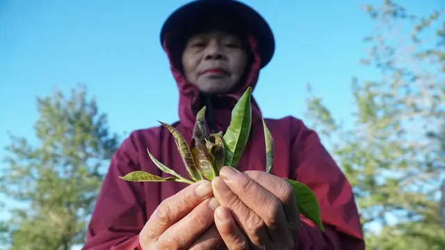 Buruh petik teh