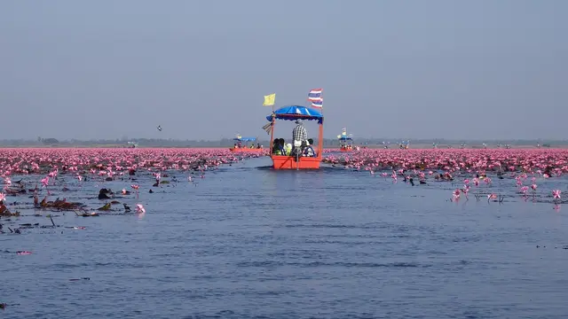 Efek Lisa BLACKPINK, Laut Teratai Merah Thailand Diserbu 120 Ribu Turis dalam 3 Bulan