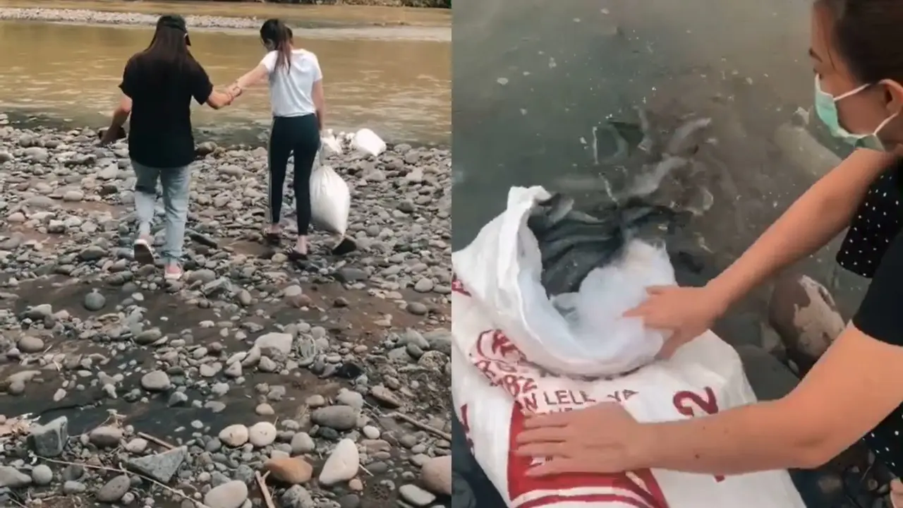 Sebuah keluarga lepas ikan lele di sungai habitat aslinya.