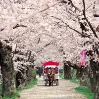 Kyoto, Jepang. (Alamy)