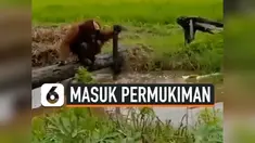 THUMBNAIL ORANG UTAN