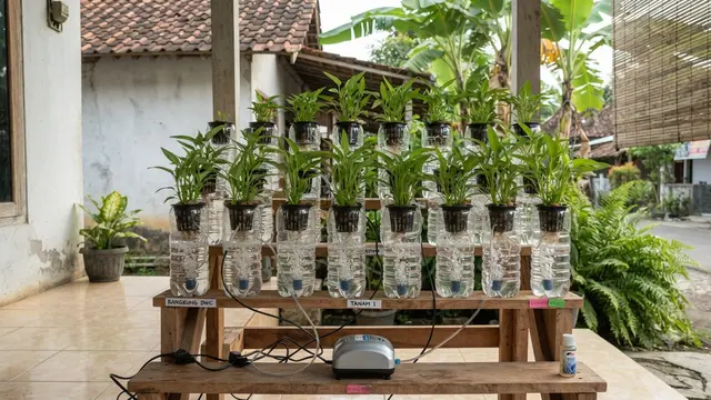 DIY Pot Hidroponik dari Botol Bekas Air Mineral dan Langkah Mudah untuk Pemula Model Deep Water Culture