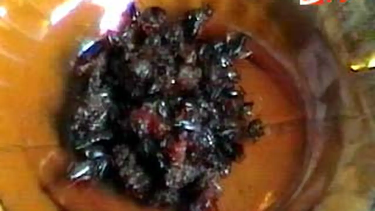 110513ajangkrik.jpg