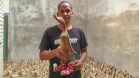 Edi Setyoko pengrajin patung bebek asal Klaten menunjukkan hasil akhir hiasan patung bebek di rumahnya, Jambu Kulon, Ceper, Klaten, Jawa Tengah (Liputan6.com/Ibrahim Hasan)