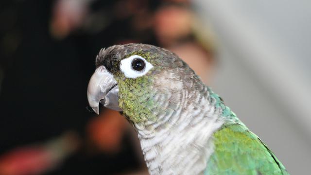 Burung Nandy Conure