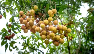 7 Tanda Buah Kelengkeng Sudah Matang di Pohon dan Siap Dipanen