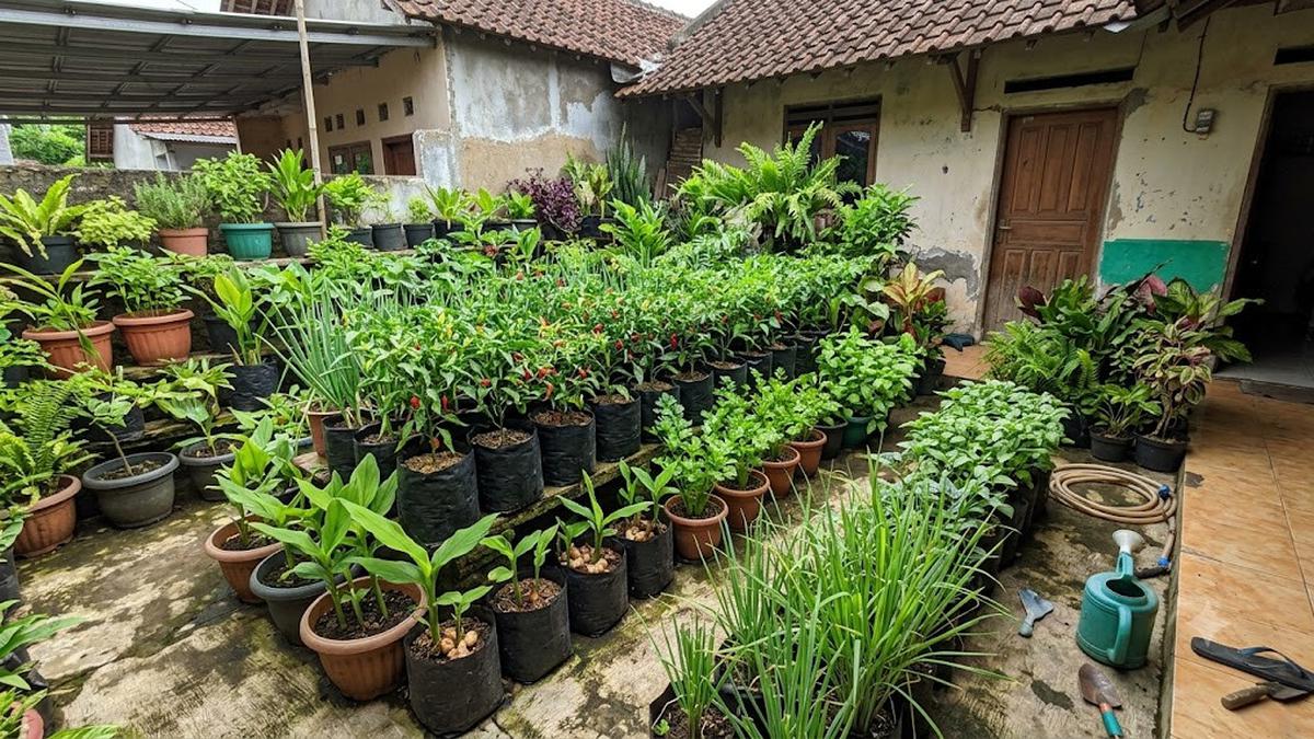 Cara Mengatasi Tanaman Cabai yang Subur tapi Tidak Berbuah, Begini Triknya