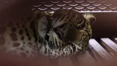 Seekor macan tutul Jawa yang dibius terbaring di dalam kandang di sebuah hotel di Bandung, Jawa Barat, pada 6 Oktober 2025, setelah masuk ke area hotel. (Timur Matahari/AFP)