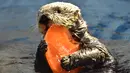 Seekor berang-berang bernama Yutan sedang menikmati makanan yang dibekukan berbentuk hati di Hakkeijima Sea Paradise, Yokohama, Tokyo, Sabtu (11/2). Pemberian makanan berbentuk hati untuk menyambut perayaan Valentine. (AFP PHOTO / KAZUHIRO Nogi)